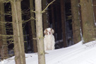 Dukeries' Clumber Spaniel