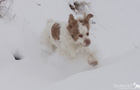 Dukeries' Clumber Spaniel