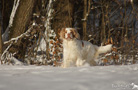 Dukeries' Clumber Spaniel