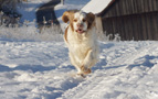 Dukeries' Clumber Spaniel