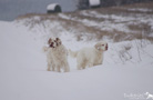 Dukeries' Clumber Spaniel