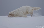 Dukeries' Clumber Spaniel