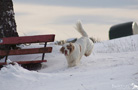 Dukeries' Clumber Spaniel