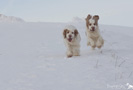 Dukeries' Clumber Spaniel