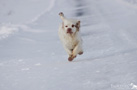 Dukeries' Clumber Spaniel