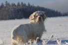 Dukeries' Clumber Spaniel