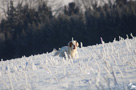 Dukeries' Clumber Spaniel