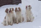 Dukeries' Clumber Spaniel