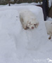 Dukeries' Clumber Spaniel