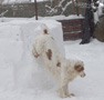 Dukeries' Clumber Spaniel