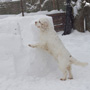 Dukeries' Clumber Spaniel