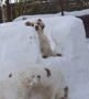 Dukeries' Clumber Spaniel