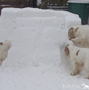 Dukeries' Clumber Spaniel