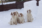 Clumber mit Schneeburg 