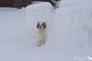 Clumber Spaniel im Schnee