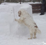 Clumber Spaniel im Schnee