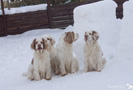 Clumber Spaniel im Schnee