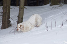 Clumber Spaniel im Schnee