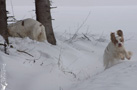 Clumber Spaniel im Schnee