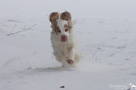 Clumber Spaniel im Schnee