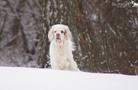 Dukeries' Clumber Spaniel