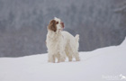 Dukeries' Clumber Spaniel