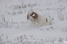 Dukeries' Clumber Spaniel im Schnee