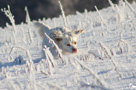 Dukeries' Clumber Spaniel im Schnee