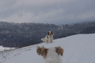 Dukeries' Clumber Spaniel im Schnee