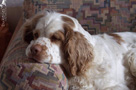 Dukeries' Clumber Spaniel im Schnee