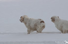 Dukeries' Clumber Spaniel im Schnee