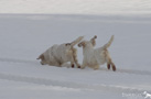 Dukeries' Clumber Spaniel im Schnee