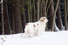 Dukeries' Clumber Spaniel im Schnee