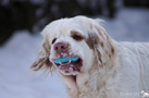 Dukeries' Clumber Spaniel im Schnee