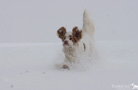 Dukeries' Clumber Spaniel im Schnee