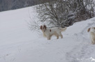 Dukeries' Clumber Spaniel im Schnee