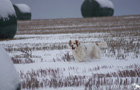 Working Clumber Spaniel im Schnee