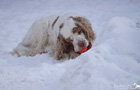 Working Clumber Spaniel im Schnee