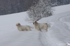 Working Clumber Spaniel im Schnee