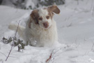 Working Clumber Spaniel im Schnee