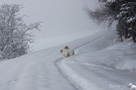 Working Clumber Spaniel im Schnee