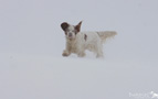 Working Clumber Spaniel im Schnee