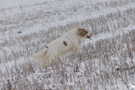 Working Clumber Spaniel im Schnee