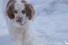 Working Clumber Spaniel im Schnee