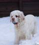 Clumber Spaniel im Schnee