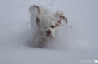 Clumber Spaniel im Schnee