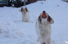 Clumber Spaniel im Schnee