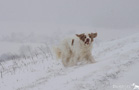 Clumber Spaniel im Schnee