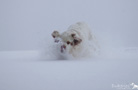 Clumber Spaniel im Schnee