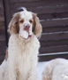 Clumber Spaniel im Schnee